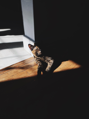 Picture of Morrow Palmer a tortoise shell cat sunbathing on floor with a shadow across her body.