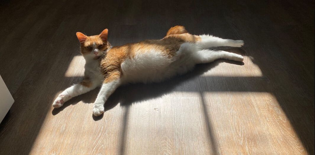 Picture a tabble orange and white cat laying on a wood floor with his legs and arms stretched out looking at the camera. The cat's name is Søren Clementine Palmer.